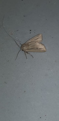 Mythimna prominens