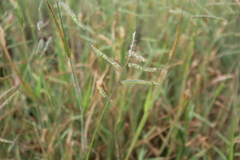Urochloa mosambicensis