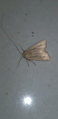 Mythimna prominens