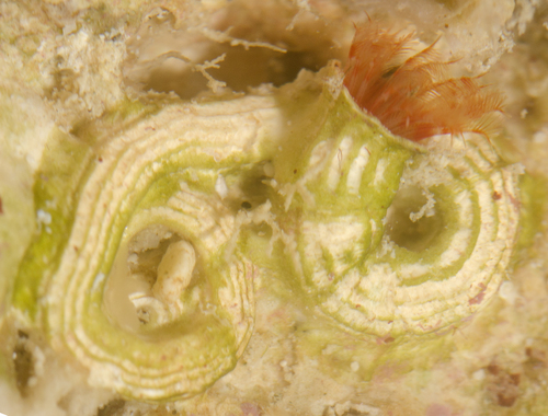 Representative image of Vermiliopsis