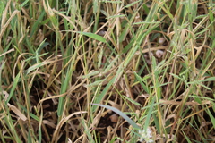 Urochloa mosambicensis