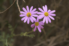 Senecio elegans