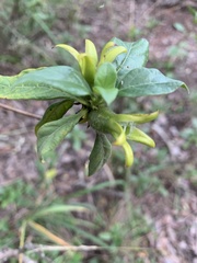 Leptactina delagoensis