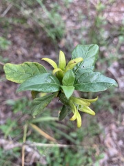 Leptactina delagoensis