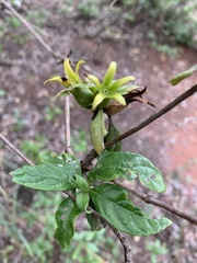 Leptactina delagoensis