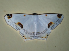 Sericoptera mahometaria
