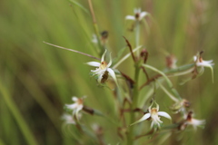 Habenaria nyikana
