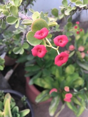 Euphorbia milii
