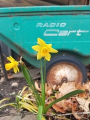 Narcissus minor