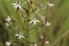 Habenaria nyikana