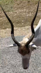 Addax nasomaculatus