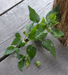 Physalis longifolia