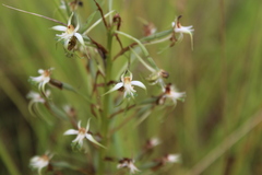 Habenaria nyikana