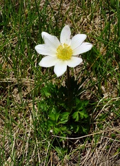 Ranunculus baldensis