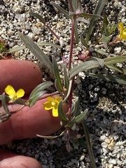 Camissoniopsis pallida