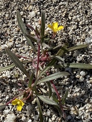 Camissoniopsis pallida