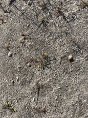 Camissoniopsis pallida