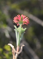 Delosperma neethlingiae