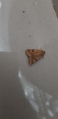 Heliothis peltigera