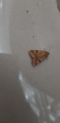 Heliothis peltigera