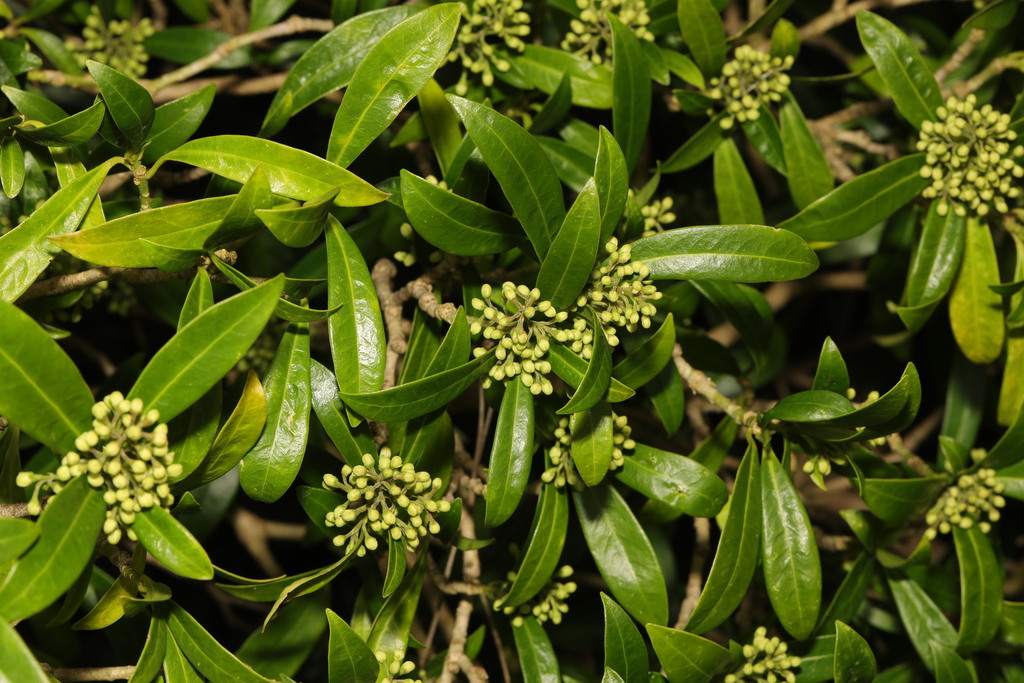 Skimmia from Camp Hill and Woolton Woods, School Lane, Woolton ...