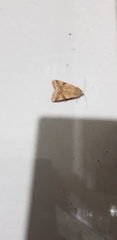 Heliothis peltigera