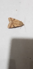 Heliothis peltigera