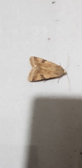 Heliothis peltigera