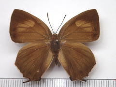 Favonius yuasai