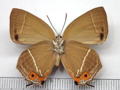 Favonius yuasai
