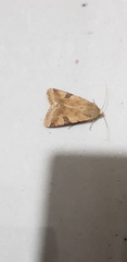 Heliothis peltigera