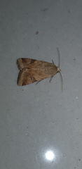 Heliothis peltigera