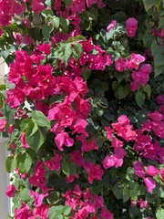 Bougainvillea