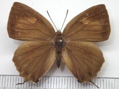 Favonius yuasai