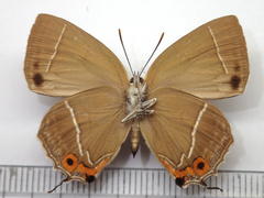 Favonius yuasai