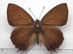 Favonius yuasai