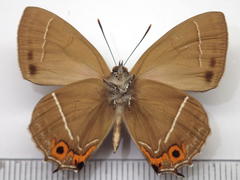 Favonius yuasai