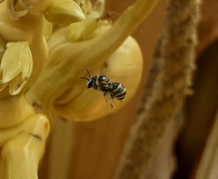 Pseudapis oxybeloides