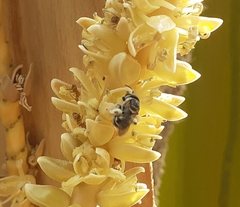 Pseudapis oxybeloides