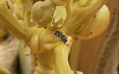 Pseudapis oxybeloides