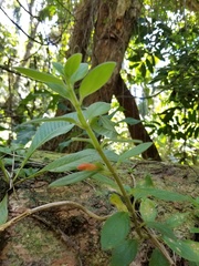 Columnea scandens
