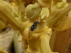 Pseudapis oxybeloides