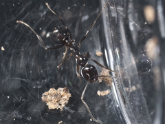 Prolasius