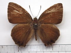 Favonius yuasai