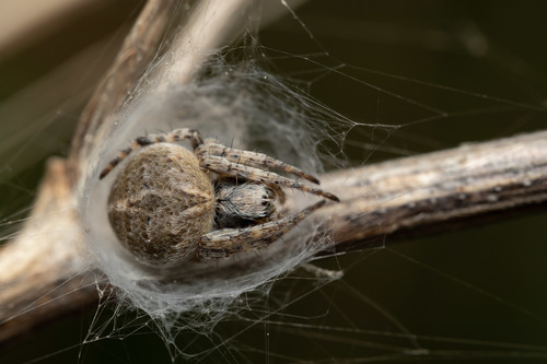 Gorse Orbweaver