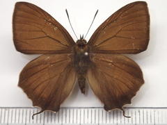 Favonius yuasai