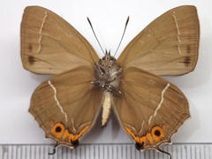 Favonius yuasai