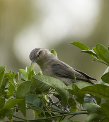Campylorhynchus turdinus