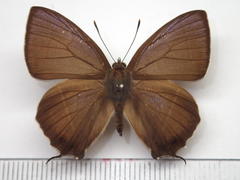 Favonius yuasai