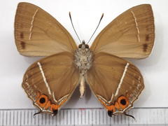 Favonius yuasai